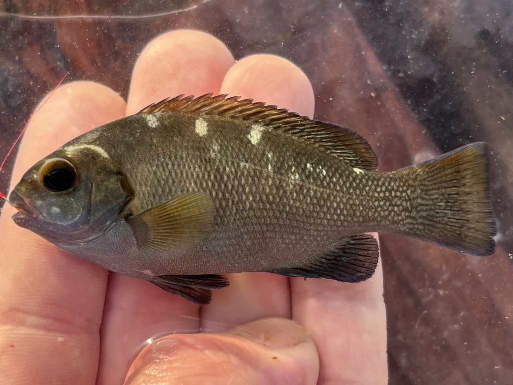 Gulf Opaleye
