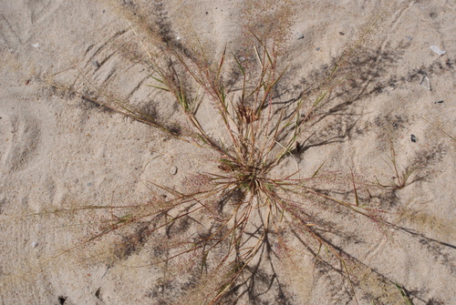 Eragrostis viscosa observed 2025-05-26