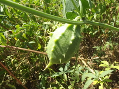 Luffa operculata