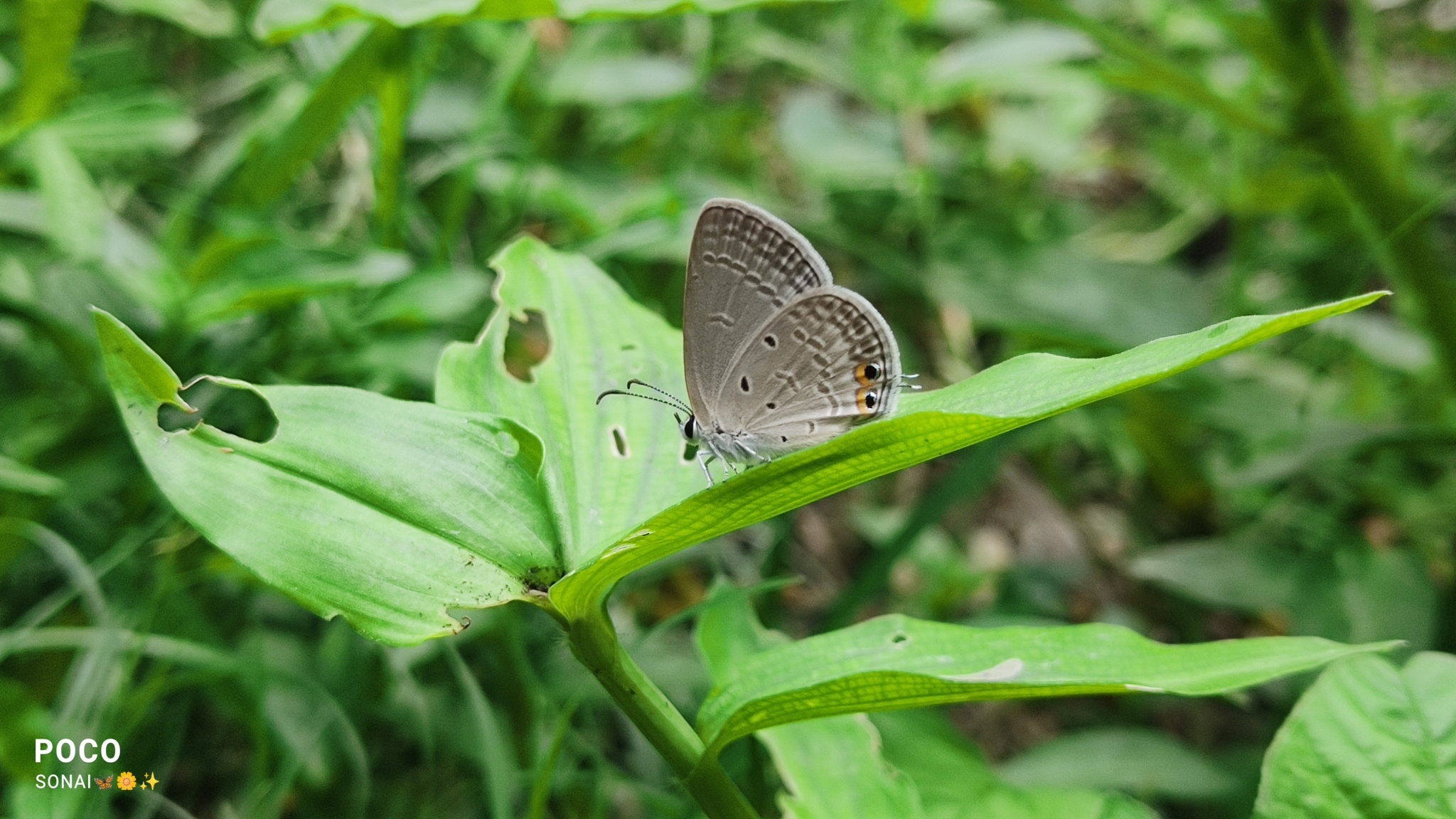 Gram Blue