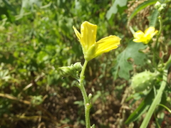 Luffa operculata