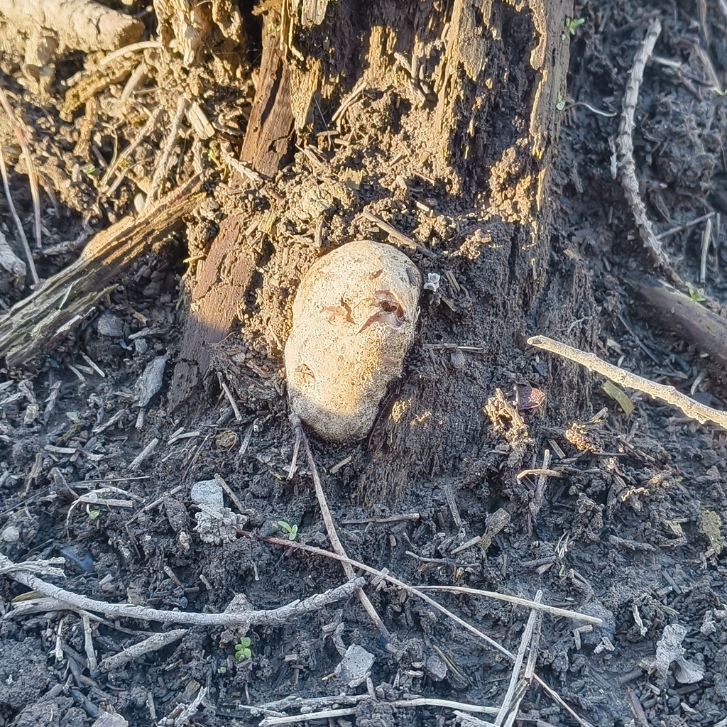 Ileodictyon cibarium · May 2025 · photo: © zedt (iNaturalist, cc-by)