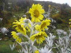 Senecio niveoaureus