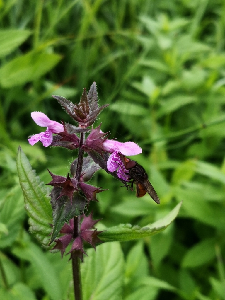 Rhingia austriaca
