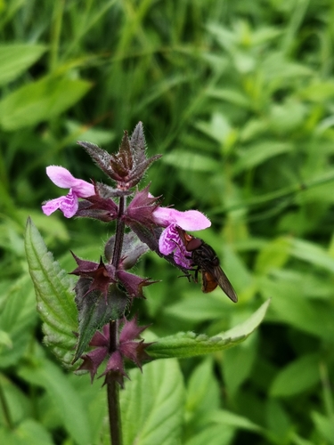 Rhingia austriaca