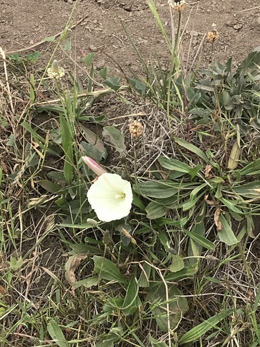 Hillside false bindweed (Calystegia subacaulis)