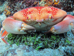 Carpilius corallinus