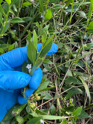 Myoporum boninense iNat (1)
