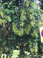 Ligustrum lucidum