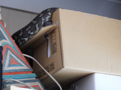 Coastal Carpet Python sighting