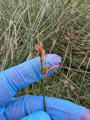Red Fimbristylis (Fimbristylis ferruginea)