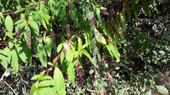 Phytolacca americana
