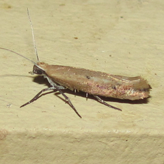 Ypsolopha