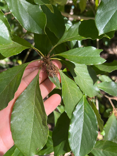 Hymenosporum flavum