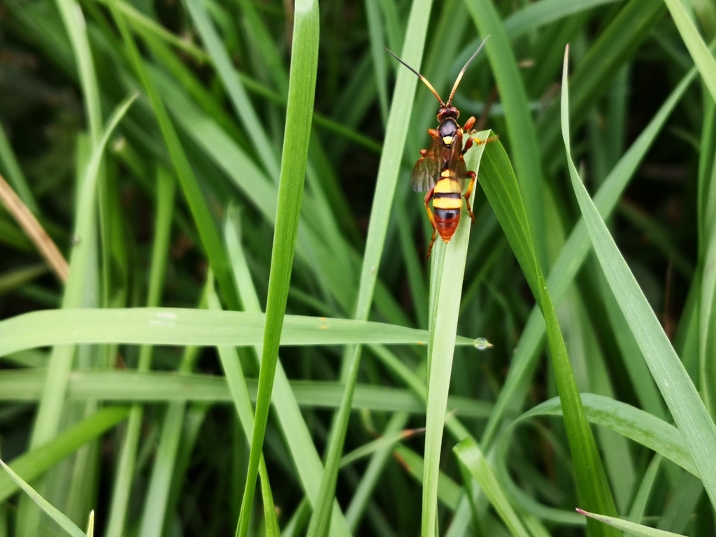 Eutanyacra crispatoria