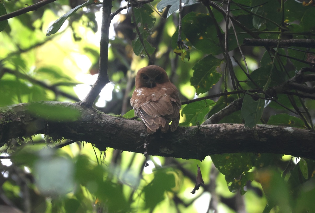 Hantu Boobook (Ninox squamipila)
