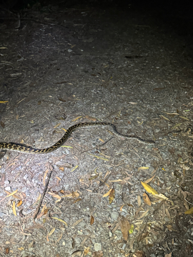 Australian Scrub Python sighting