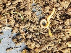 Haplophilus subterraneus