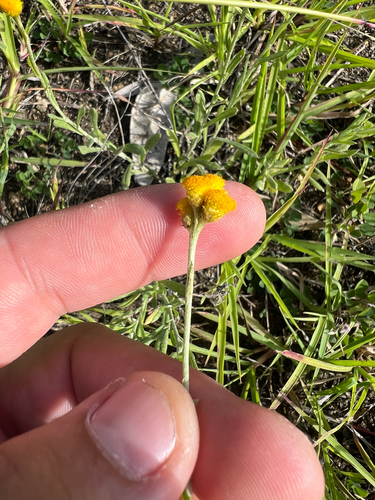 Chrysocephalum apiculatum