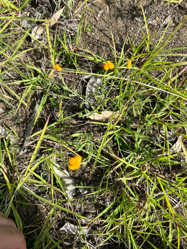 Chrysocephalum apiculatum