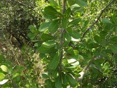 Sideroxylon