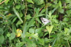 Pieris melete