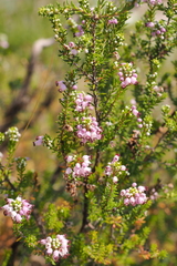 Ericeae