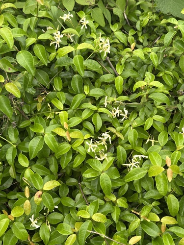 Trachelospermum asiaticum