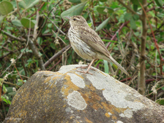 Anthus lineiventris