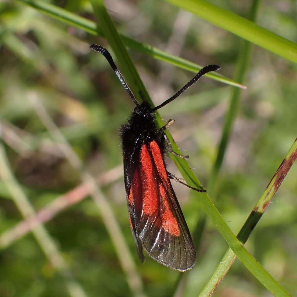 Zygaena nevadensis