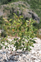Rhamneae