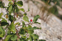 Rhamneae