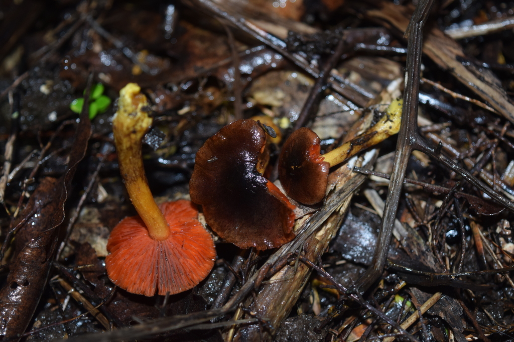 Cortinarius persplendidus · May 2025 · photo: © davidwhyte (iNaturalist, cc-by-sa)