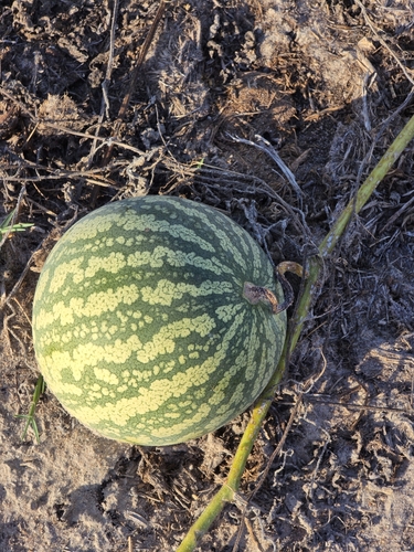 Fodder Melon