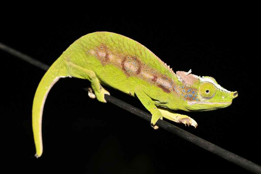 Antimena Chameleon