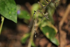 Protosticta gravelyi