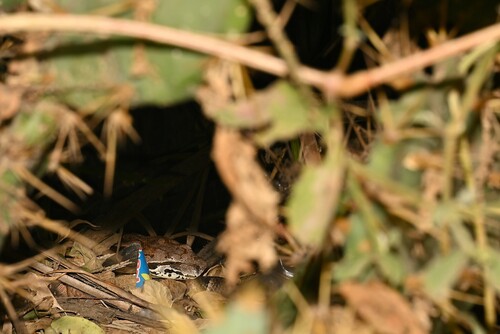 Dumeril's Boa