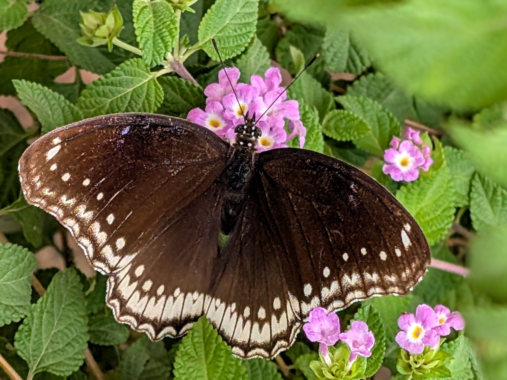Great Eggfly