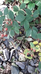 Rubus dasyphyllus
