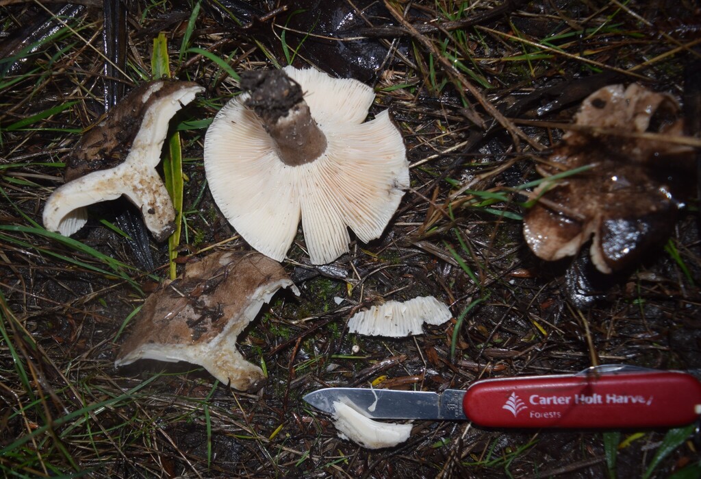 Russula griseobrunnea · May 2025 · photo: © davidwhyte (iNaturalist, cc-by-sa)