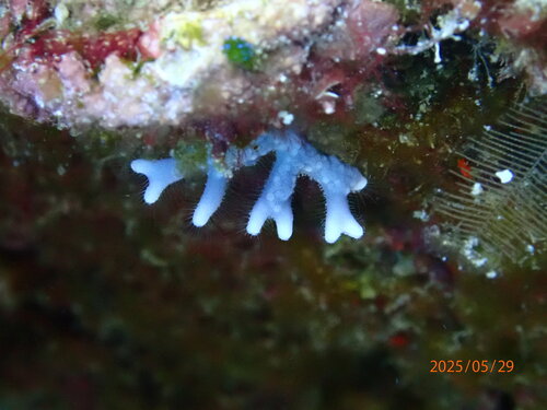 Distichopora observed 2025-05-29