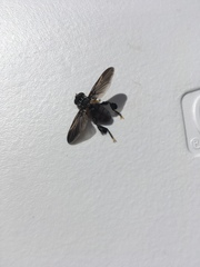 Galactomyia
