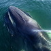 Fin Whale - Photo (c) chris buelow, some rights reserved (CC BY-NC)