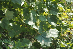 Acer opalus obtusatum