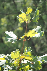 Acer opalus obtusatum
