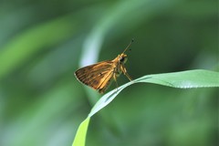 Oriens goloides
