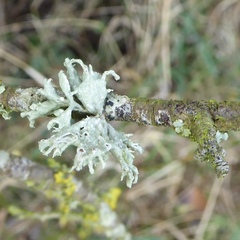 Ramalina fastigiata