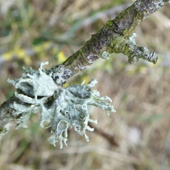 Ramalina fastigiata