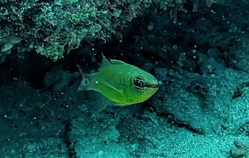 Ostorhinchus flavus observed 2025-05-29