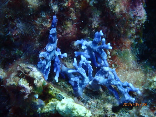Distichopora observed 2025-05-28